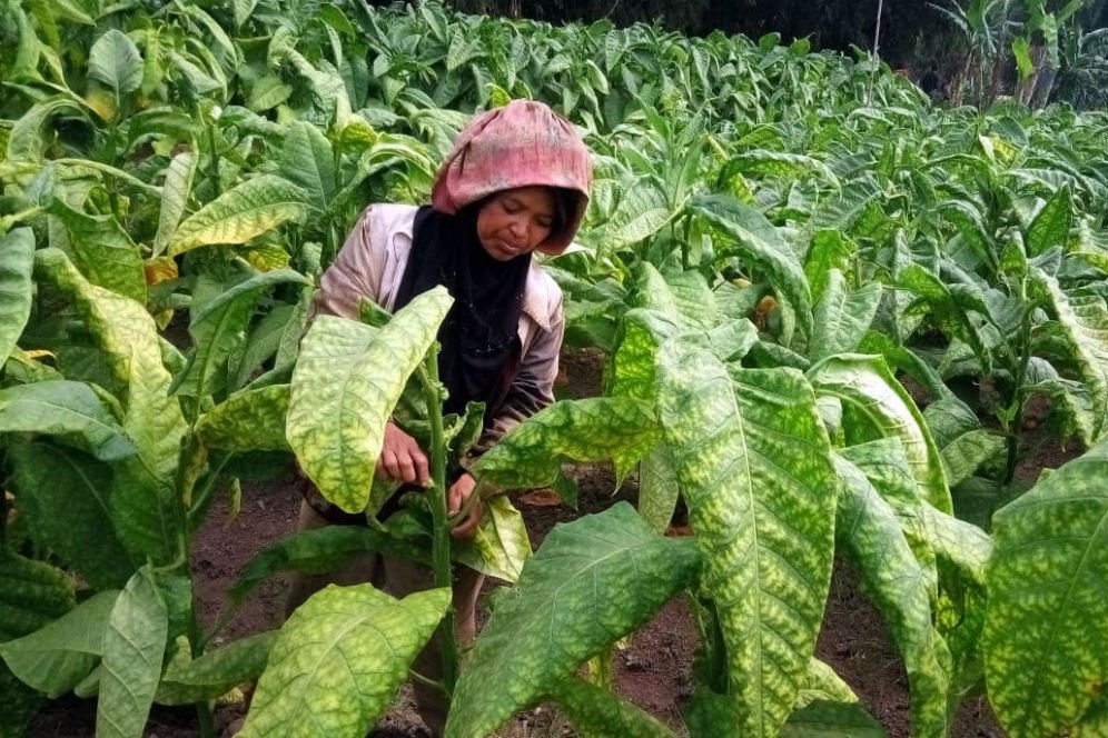 Industri tembakau minta mereka dimasukkan sebagai penerima insentif PPH 21