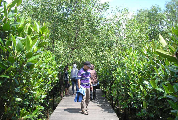 Hutan Bakau disulap Menjadi Wisata Hutan Mangrove