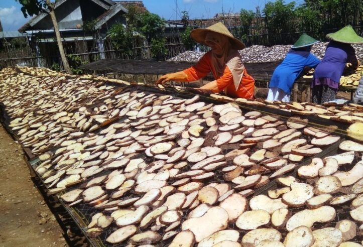 Gencarkan Budi Daya Porang, Pemkab Madiun Sediakan Puluhan Hektare Lahan