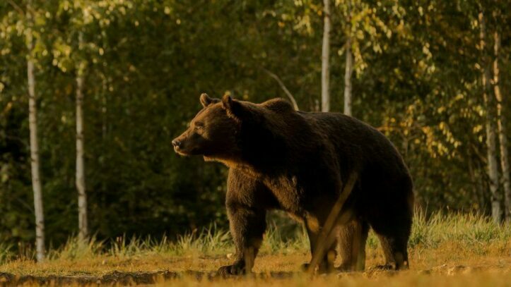 Pangeran Rumania Dituduh Membunuh Beruang Terbesar di Eropa
