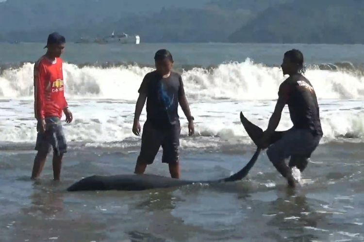 Akibat Cuaca Buruk, Tiga Ekor Lumba-Lumba Terdampar di Pantai Tulungagung