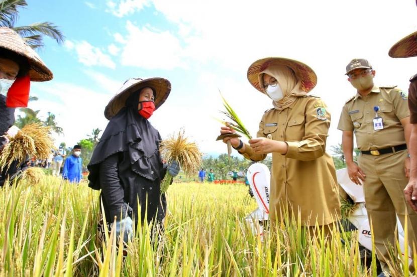 Jaga Tradisi, Pemkab Banyuwangi Kembali Gelar Festival Padi