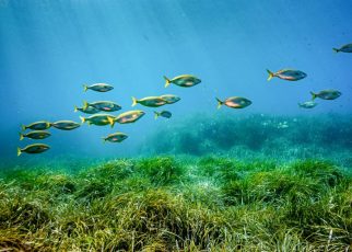 Pakta Perlindungan Laut Lepas Akhirnya Disetujui PBB