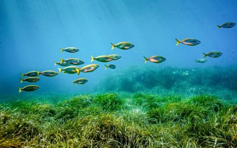 Pakta Perlindungan Laut Lepas Akhirnya Disetujui PBB