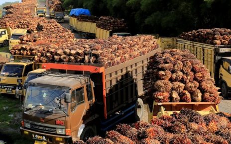 Cina siapkan investasi sawit di RI