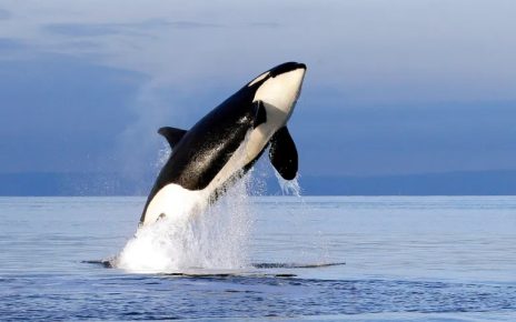 Paus Orca Tabrak dan Rusak Kapal di Lepas Pantai Spanyol