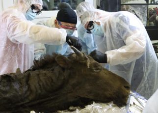 Ilmuwan Rusia Akan Mencoba Cloning Spesies Bison yang Sudah Punah