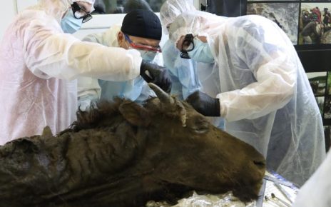 Ilmuwan Rusia Akan Mencoba Cloning Spesies Bison yang Sudah Punah