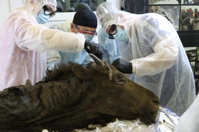 Ilmuwan Rusia Akan Mencoba Cloning Spesies Bison yang Sudah Punah