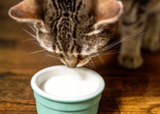 Tiga Makanan yang Harus Dihindari Untuk Kucing