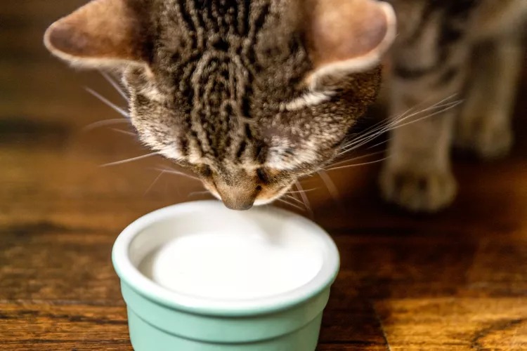 Tiga Makanan yang Harus Dihindari Untuk Kucing