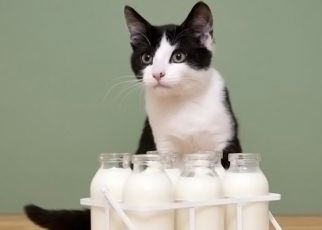 Susu Disebut Punya Potensi Bahaya Bagi Kucing
