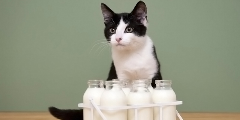 Susu Disebut Punya Potensi Bahaya Bagi Kucing