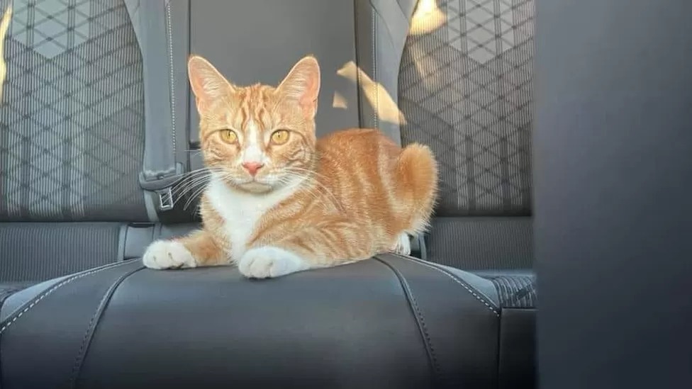 Petualangan Sox si kucing oren