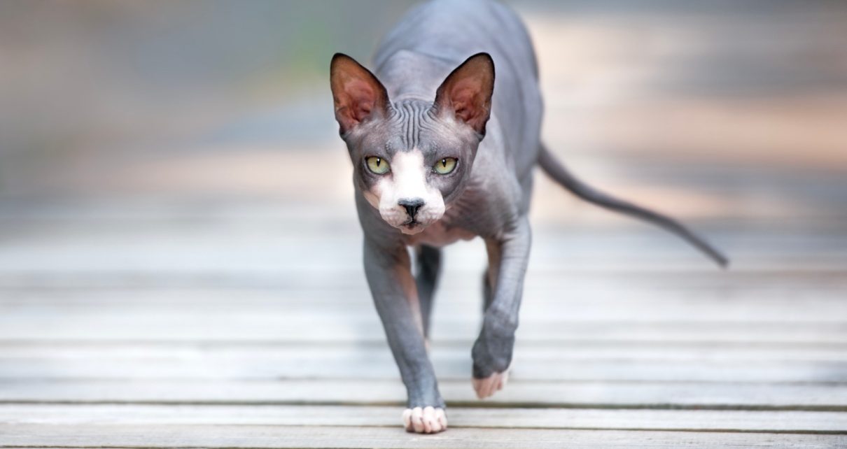 Mengenal Jenis-Jenis Kucing yang Hidup Lama