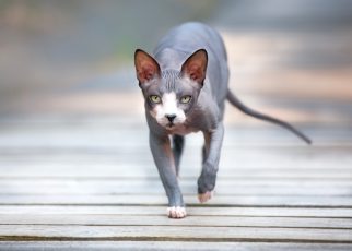 Mengenal Jenis-Jenis Kucing yang Hidup Lama