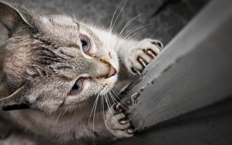 Mengenal Kebiasaan Kucing yang Suka Mencakar