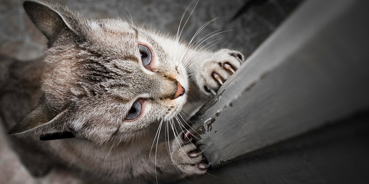 Mengenal Kebiasaan Kucing yang Suka Mencakar