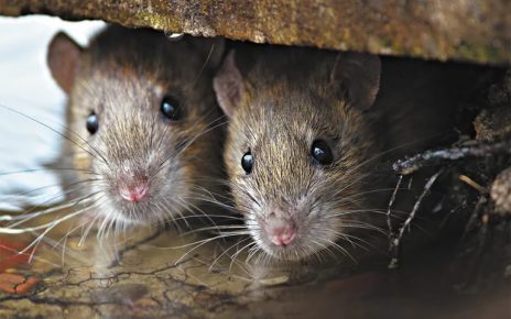 Mewaspadai Sarang Tikus di Rumah