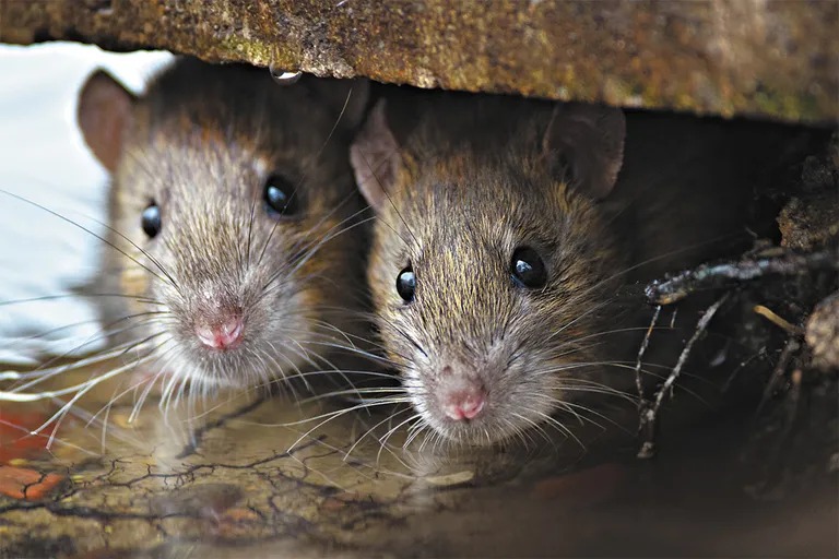 Mewaspadai Sarang Tikus di Rumah