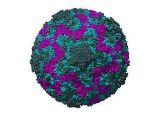 Pakar Virolog Sebut Masyarakat Tak Perlu Khawatir Akan Echovirus