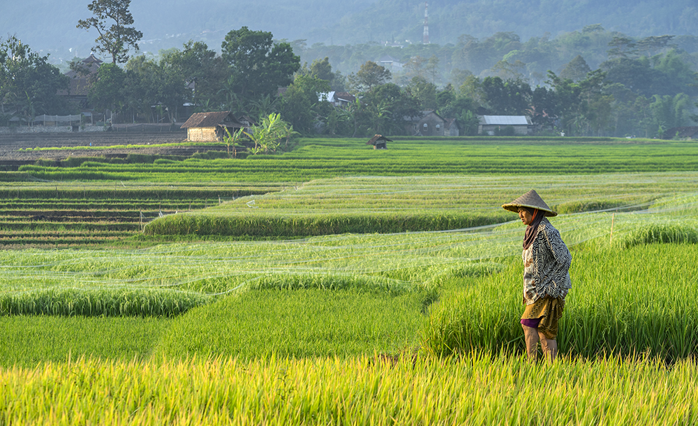 Petani indonesia turun.