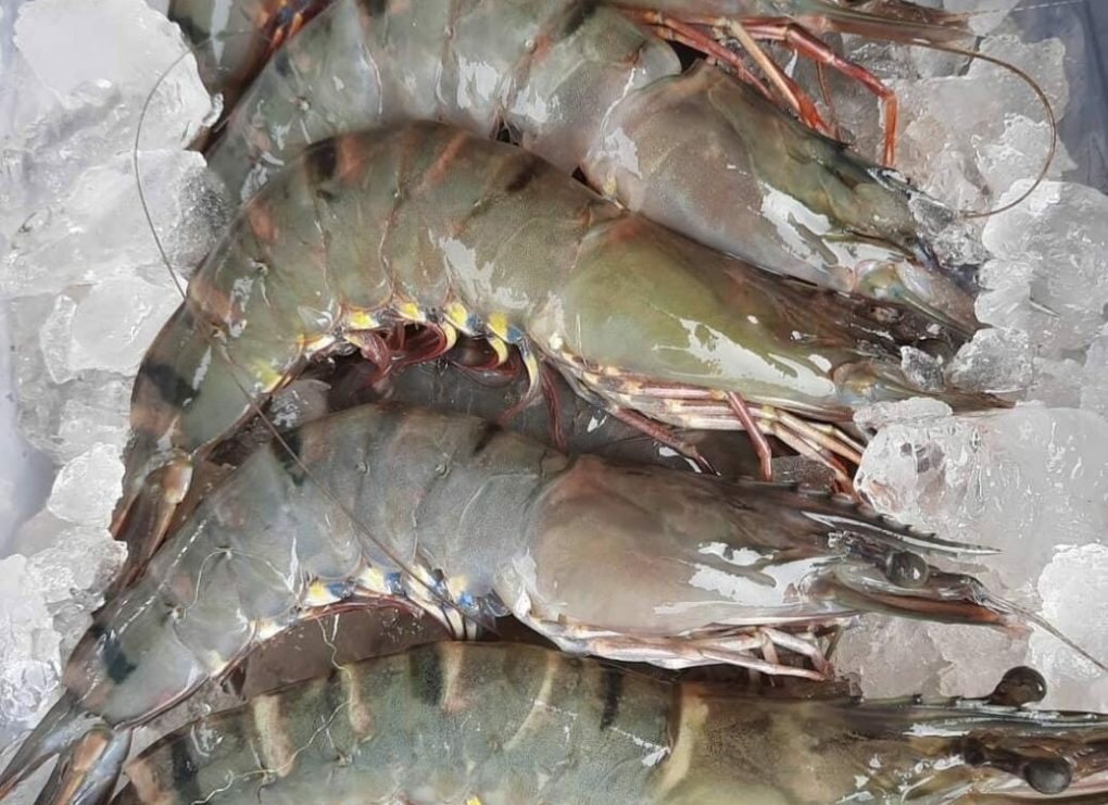 Udang RI diekspor ke AS