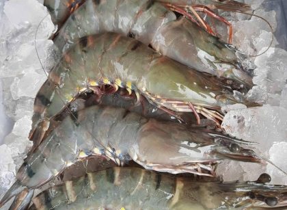 Udang RI diekspor ke AS