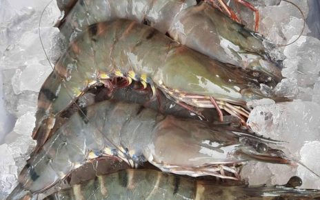 Udang.