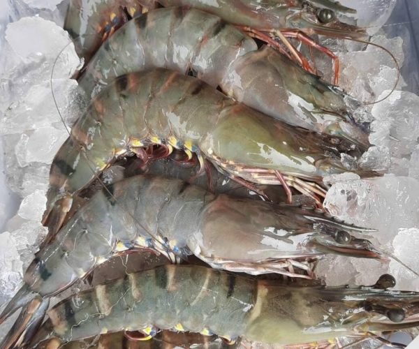 Udang RI diekspor ke AS