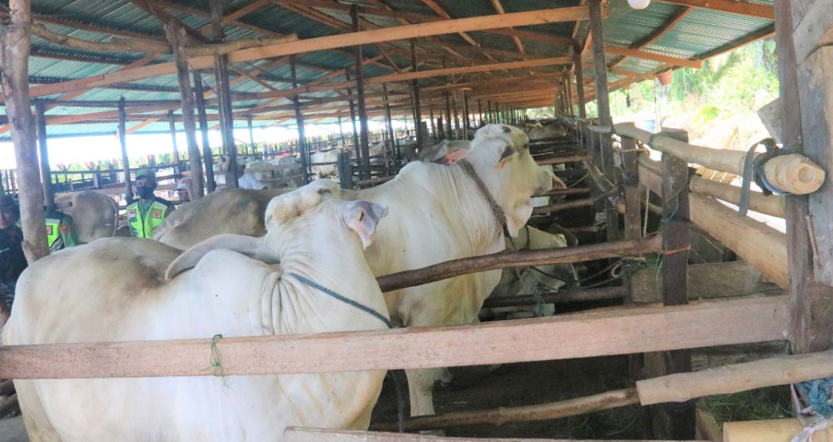 Harga daging sapi anjlok