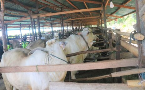 Harga daging sapi anjlok