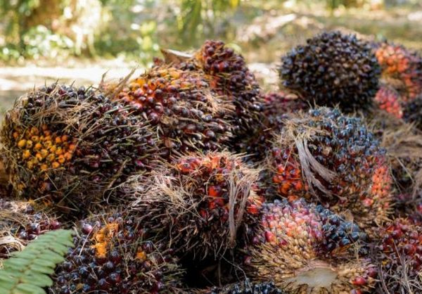 Sawit didenda negara