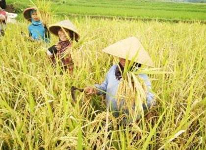 Panen raya semester 1 2026