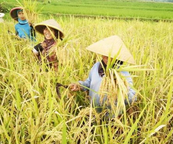 Panen raya semester 1 2026