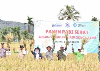 Panen padi sehat Muhammadiyah