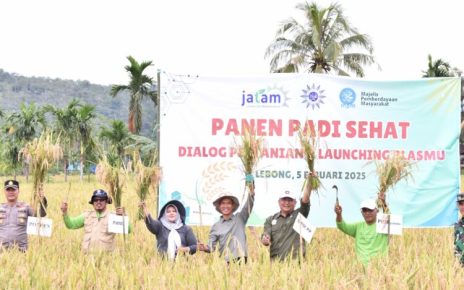 Panen padi sehat Muhammadiyah