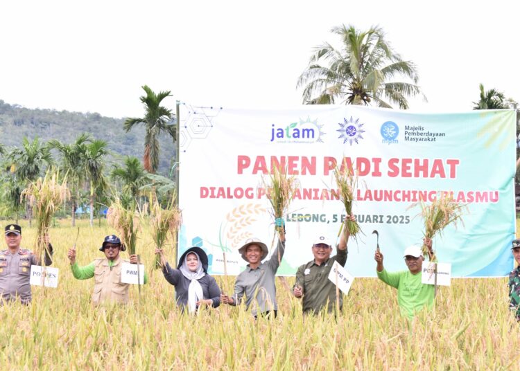 Panen padi sehat Muhammadiyah