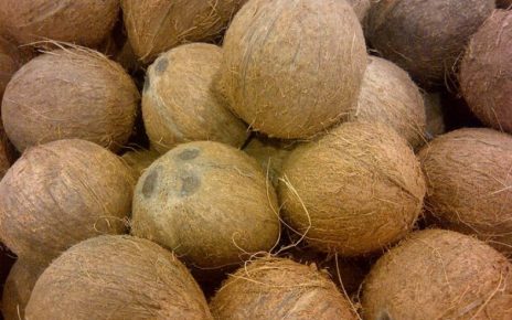 harga kelapa naik di Malaysia dan Filipina