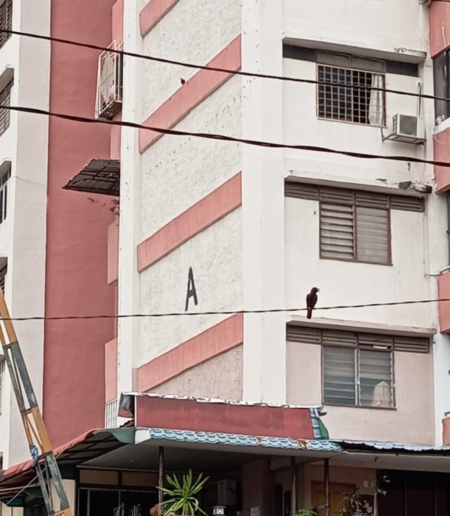 Burung Gagak di Johor Bahru