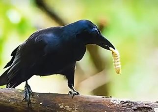 Burung Gagak
