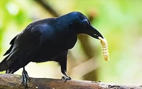 Burung Gagak
