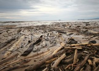 Kayu Hanyutan Disulap Jadi Hunian, Satgas PRR Genjot Pemanfaatan