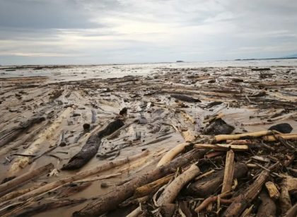 Kayu Hanyutan Disulap Jadi Hunian, Satgas PRR Genjot Pemanfaatan