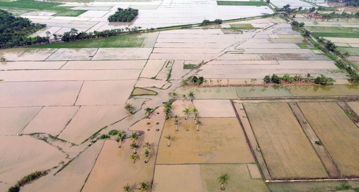 lahan sawah sumatera