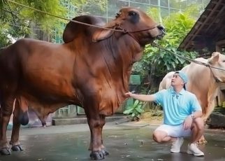 Irfan Hakim Kebanjiran Pesanan Sapi Jumbo dari Presiden Prabowo hingga Raffi Ahmad