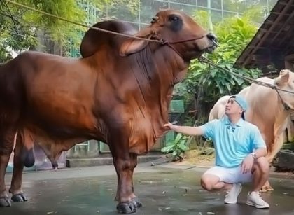 Irfan Hakim Kebanjiran Pesanan Sapi Jumbo dari Presiden Prabowo hingga Raffi Ahmad