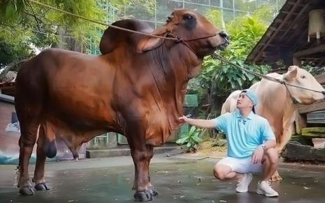 Irfan Hakim Kebanjiran Pesanan Sapi Jumbo dari Presiden Prabowo hingga Raffi Ahmad