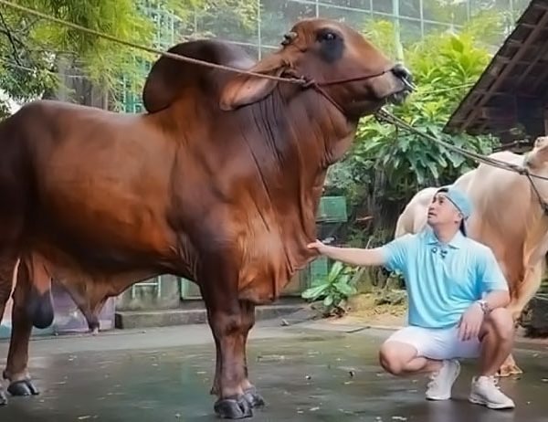 Irfan Hakim Kebanjiran Pesanan Sapi Jumbo dari Presiden Prabowo hingga Raffi Ahmad