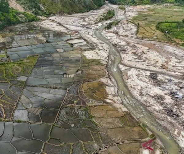 Ribuan Hektare Sawah Terdampak Bencana Mulai Ditanami Kembali